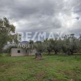  For Sale - (€ 0 / m2), Agricultural 4004 m2 Artemida 7501162 thumb0