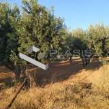  (For Sale) Land Plot || East Attica/Kalyvia-Lagonisi - 1.240 Sq.m, 600.000€ Lagonisi 7514229 thumb0