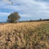  (For Sale) Land Agricultural Land  || Cyclades/Santorini-Thira - 12.500 Sq.m, 250.000€ Santorini (Thira) 7514378 thumb5