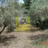  (For Sale) Land Plot || Athens North/Ekali - 10.600 Sq.m, 3.200.000€ Athens 8116563 thumb5