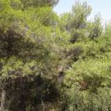  (For Sale) Land Plot || East Attica/Gerakas - 229 Sq.m, 125.000€ Athens 6916857 thumb0