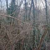  ISTRIA, LABIN - Oak forest for felling, 17,992m2 OPPORTUNITY Labin 8117712 thumb4