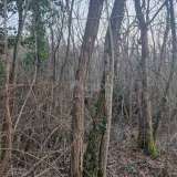  ИСТРИЯ, ЛАБИН - Дубовый лес под вырубку, 17 992м2 ВОЗМОЖНОСТЬ Лабин 8117712 thumb3