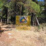  (For Sale) Land Plot || East Attica/Dionysos - 755 Sq.m, 300.000€ Dionysos 8018583 thumb3
