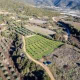  For Sale - (€ 0 / m2), Agricultural 5000 m2 Eleftheres 8102454 thumb0