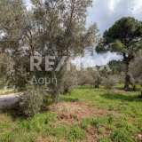  For Sale - (€ 0 / m2), Agricultural 18508 m2 Sipiada 7721146 thumb4