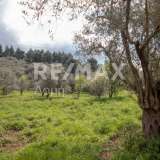  For Sale - (€ 0 / m2), Agricultural 18508 m2 Sipiada 7721146 thumb5