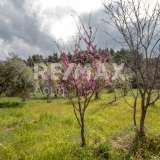  For Sale - (€ 0 / m2), Agricultural 18508 m2 Sipiada 7721146 thumb9