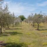  ISTRIA, VODNJAN - Krásná luxusní vila s olivovým hájem Vodnjan 8121593 thumb60