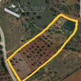  (For Sale) Land Agricultural Land  || East Attica/Marathonas - 7.000 Sq.m, 110.000€ Marathon 7522757 thumb0