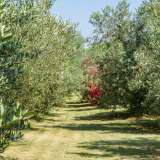  ISTRIA, VODNJAN - Istrian diva surrounded by olive trees Vodnjan 8122794 thumb38
