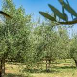  ISTRIA, VODNJAN - Istrian diva surrounded by olive trees Vodnjan 8122794 thumb37