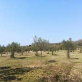  CROATIA, ISTRIA, ROVINJ Olive grove with sea view 15 475 m2 - 2 km FROM THE BEACH !! Rovinj 8123023 thumb1