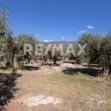  For Sale - (€ 0 / m2), Agricultural 2148 m2 Portaria 7423276 thumb7
