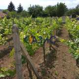  House on a plot with vineyards in Detelina village , Varna region. 370 sq.m. Detelina village 6824963 thumb23