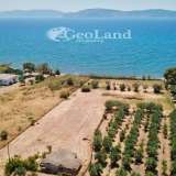  For Sale - (€ 0 / m2), Agricultural 5200 m2 Ermioni 8225908 thumb4