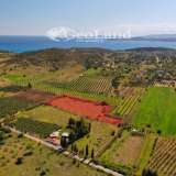  For Sale - (€ 0 / m2), Agricultural 8565 m2 Ermioni 8225912 thumb2