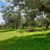  For Sale - (€ 0 / m2), Agricultural 368 m2 Ermioni 8225937 thumb9