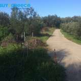  FOR SALE investment land, olive grove of 30 acres in Corfu and specifically on the north side of the island in Thinaleio.It currently has 210 olives of two varieties, Koroneiko and Lianolia Corfu, but there are possibilities to place at least another 500  Thinalio 8126434 thumb0