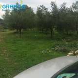  FOR SALE investment land, olive grove of 30 acres in Corfu and specifically on the north side of the island in Thinaleio.It currently has 210 olives of two varieties, Koroneiko and Lianolia Corfu, but there are possibilities to place at least another 500  Thinalio 8126434 thumb2
