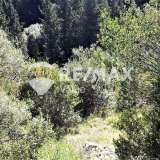 For Sale - (€ 0 / m2), Agricultural 8077 m2 Lefkada 7627711 thumb7