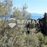  For Sale - (€ 0 / m2), Agricultural 8077 m2 Lefkada 7627711 thumb6