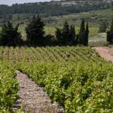  AOP Muscat de Frontignan producing Vineyard - Ideally located 20 minutes from Montpellier and 10 minutes from the A9, 60 hectare vineyard property in one piece with wine cellar and buildings with 5 apartments (two 2 bedroom and three 3 bedroom) with good  Montpellier 3928667 thumb4