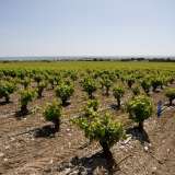  AOP Muscat de Frontignan producing Vineyard - Ideally located 20 minutes from Montpellier and 10 minutes from the A9, 60 hectare vineyard property in one piece with wine cellar and buildings with 5 apartments (two 2 bedroom and three 3 bedroom) with good  Montpellier 3928667 thumb3