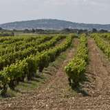  AOP Muscat de Frontignan producing Vineyard - Ideally located 20 minutes from Montpellier and 10 minutes from the A9, 60 hectare vineyard property in one piece with wine cellar and buildings with 5 apartments (two 2 bedroom and three 3 bedroom) with good  Montpellier 3928667 thumb8