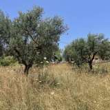  For Sale - (€ 0 / m2), Agricultural 6800 m2 Petalidi 8229262 thumb5