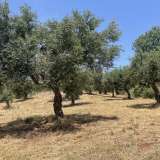  For Sale - (€ 0 / m2), Agricultural 6800 m2 Petalidi 8229262 thumb7