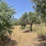  For Sale - (€ 0 / m2), Agricultural 6800 m2 Petalidi 8229262 thumb2