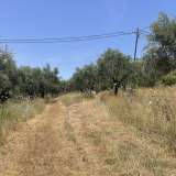  For Sale - (€ 0 / m2), Agricultural 6800 m2 Petalidi 8229262 thumb4