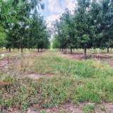  Large orchard with drip irrigation near Plovdiv Katunitsa village 6031394 thumb24