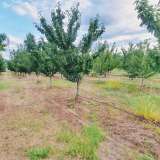  Large orchard with drip irrigation near Plovdiv Katunitsa village 6031394 thumb17