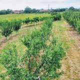  Large orchard with drip irrigation near Plovdiv Katunitsa village 6031394 thumb10