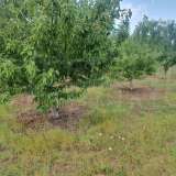  Large orchard with drip irrigation near Plovdiv Katunitsa village 6031394 thumb25