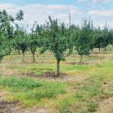  Large orchard with drip irrigation near Plovdiv Katunitsa village 6031394 thumb29