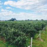  Large orchard with drip irrigation near Plovdiv Katunitsa village 6031394 thumb7