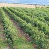 Large orchard with drip irrigation near Plovdiv Katunitsa village 6031394 thumb15