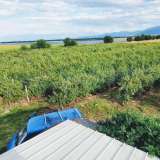  Large orchard with drip irrigation near Plovdiv Katunitsa village 6031394 thumb6