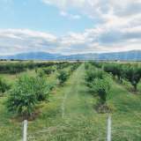  Large orchard with drip irrigation near Plovdiv Katunitsa village 6031394 thumb1