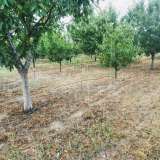  Large orchard with drip irrigation near Plovdiv Katunitsa village 6031394 thumb20