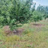  Large orchard with drip irrigation near Plovdiv Katunitsa village 6031394 thumb19
