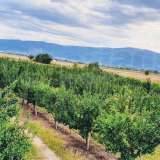  Large orchard with drip irrigation near Plovdiv Katunitsa village 6031394 thumb4