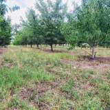  Large orchard with drip irrigation near Plovdiv Katunitsa village 6031394 thumb18