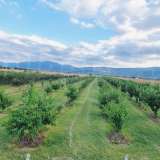  Large orchard with drip irrigation near Plovdiv Katunitsa village 6031394 thumb12