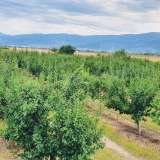  Large orchard with drip irrigation near Plovdiv Katunitsa village 6031394 thumb3