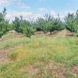  Large orchard with drip irrigation near Plovdiv Katunitsa village 6031394 thumb16