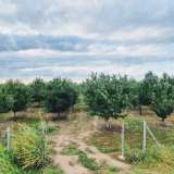  Large orchard with drip irrigation near Plovdiv Katunitsa village 6031394 thumb23